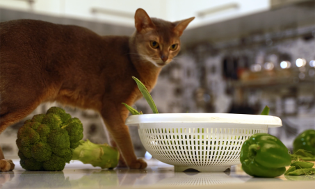 Picture of What Can Cats Eat? | PetMD